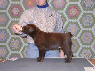 picturegallery140003.tmp/puppy3stack.JPG